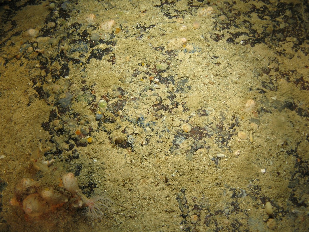 M.AtMB.Ro.SpaEnc.PsoAno Psolus squamatus, Anomiidae, serpulid polychaetes and Munida on Atlantic mid bathyal rock and other hard substrata, Hatton Bank. ANON© MSS/JNCC/University of Plymouth