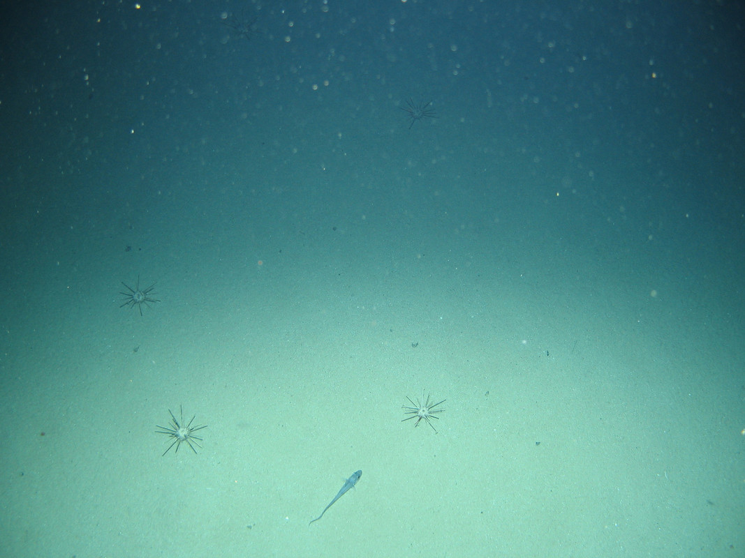 M.AtMB.Sa.UrcCom.CidUrc Cidarid urchin assemblage on Atlantic mid bathyal sand, Rosemary Bank. ANON© MSS/JNCC/University of Plymouth