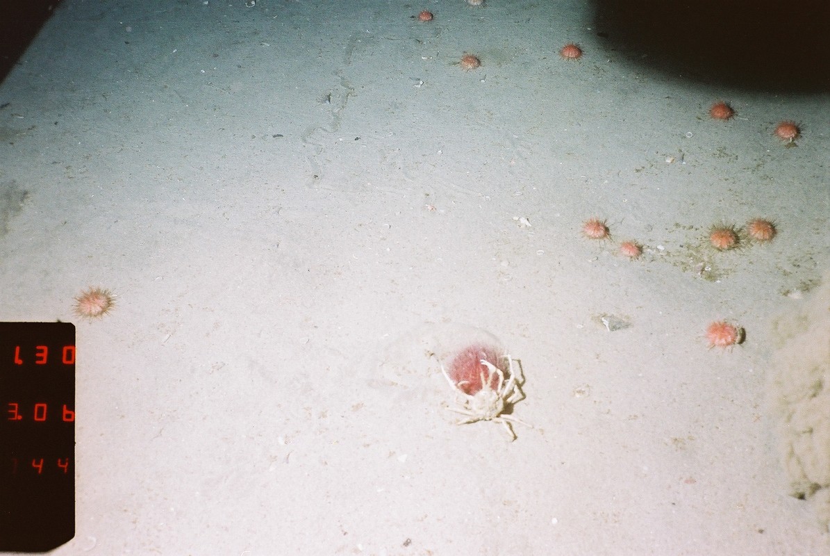 M.AtMB.Sa.UrcCom.GraAcu Gracilechinus acutus norvegicus assemblage on Atlantic mid bathyal sand, Rockall Bank. ANON© MSS/JNCC/University of Plymouth