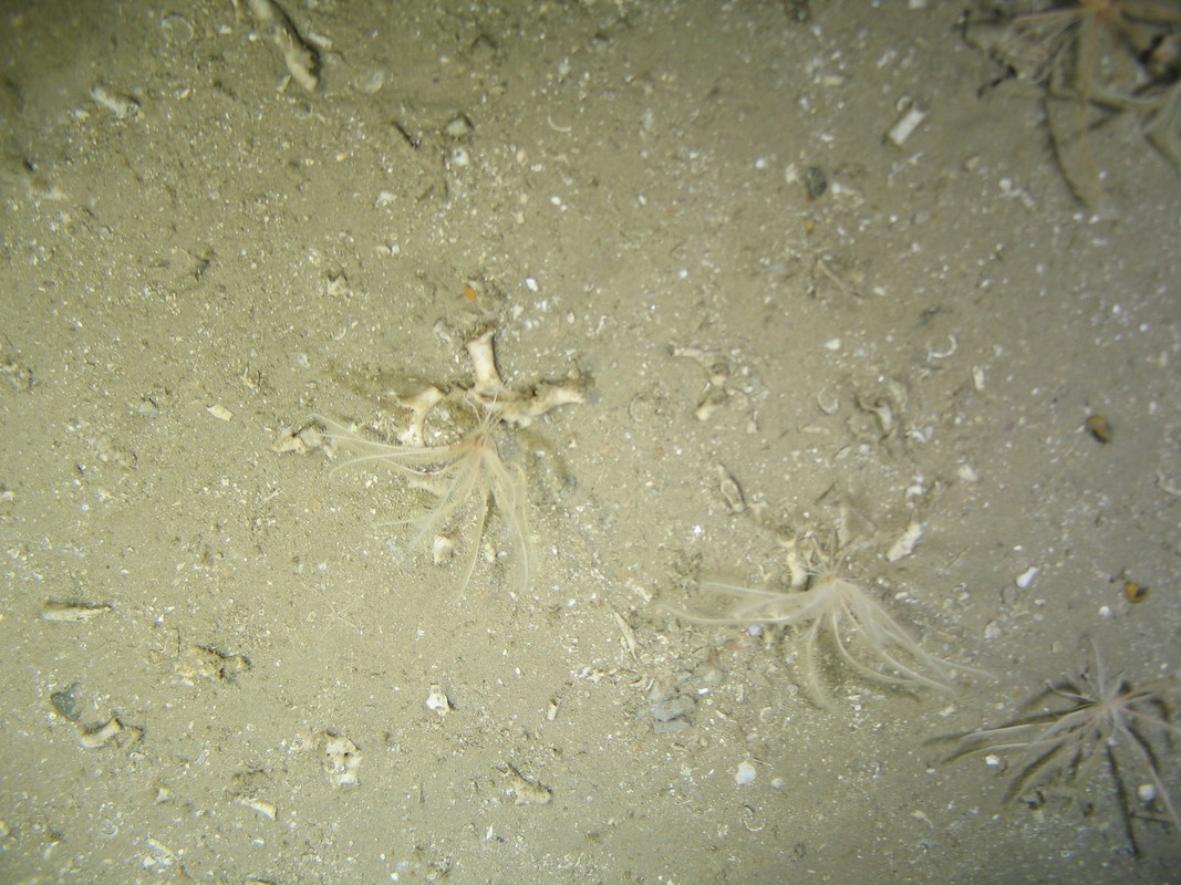 M.AtUB.Co.CriCom.LepCel Leptometra celtica assemblage on Atlantic upper bathyal coarse sediment, SW Canyons. ANON© MESH/JNCC