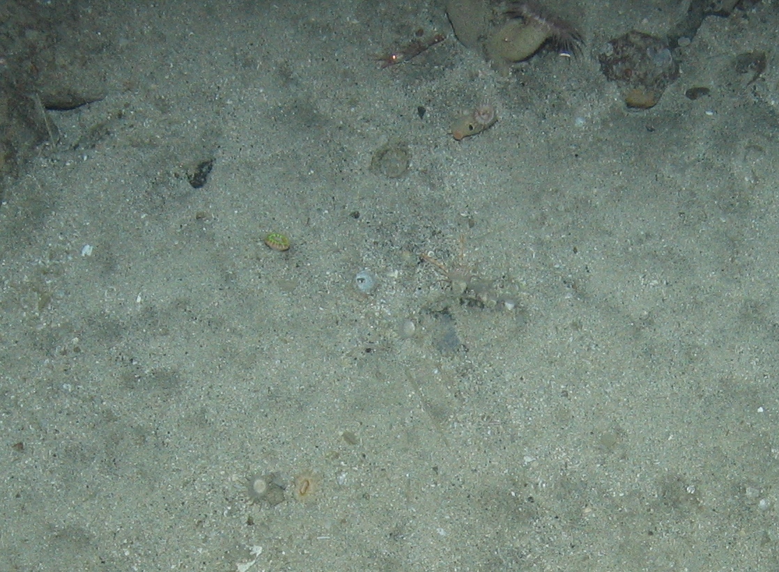 M.AtUB.Co.SolScl.CarAct Caryophyllia (Caryophyllia) smithii and Actinauge richardi assemblage on Atlantic upper bathyal coarse sediment, North east Rockall. ANON© JNCC/University of Plymouth