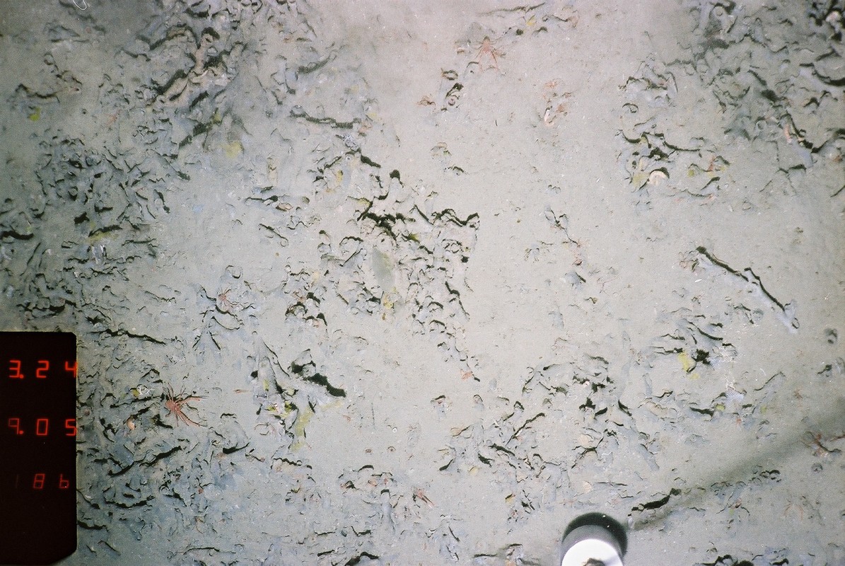 M.AtUB.Co.SpaEnc.SquRub Squat lobster assemblage on Atlantic upper bathyal coarse sediment (Lophelia rubble), Rockall Bank. ANON© MSS/JNCC/University of Plymouth