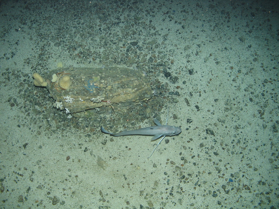 M.AtUB.Ro.DeeSpo.SpoSty Lobose sponge and stylasterid  assemblage on Atlantic upper bathyal rock and other hard substrata, North east Rockall. ANON© JNCC/University of Plymouth
