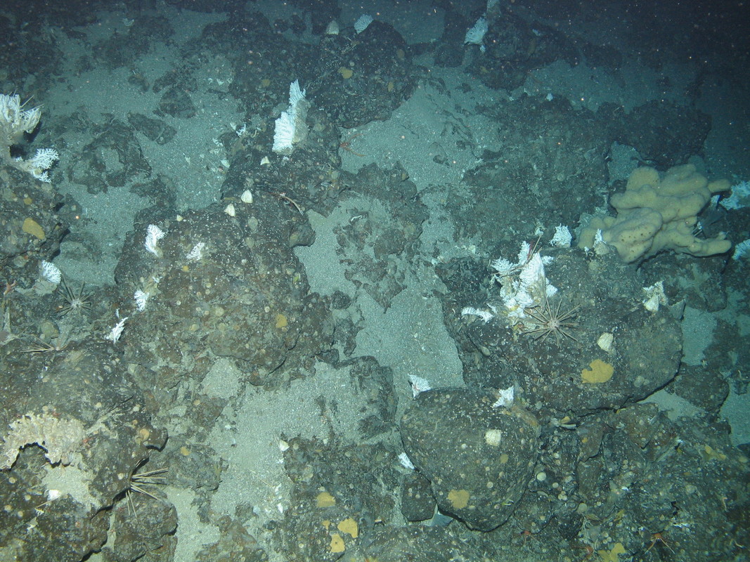 M.AtUB.Ro.DeeSpo.SpoSty Lobose sponge and stylasterid  assemblage on Atlantic upper bathyal rock and other hard substrata, North east Rockall. ANON© JNCC/University of Plymouth