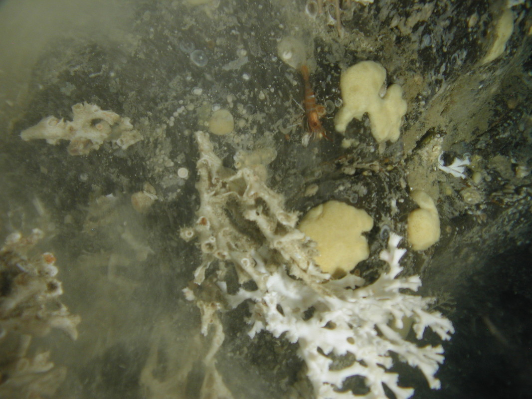 M.AtUB.Ro.MixCor.DisLop Discrete Lophelia pertusa colonies on Atlantic upper bathyal rock and other hard substrata, North east Rockall. ANON© JNCC/University of Plymouth