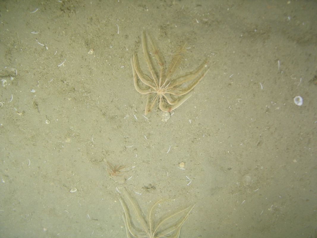 M.AtUB.Sa.CriCom.LepCel Leptometra celtica assemblage on Atlantic upper bathyal sand, SW Canyons. ANON© MESH/JNCC