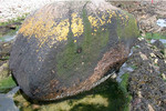 Yellow and grey lichens with Verrucaria maura and Prasiola stipitata on boulder used by resting seabirds