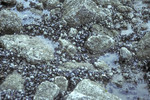 Mytilus edulis clumps and beds on mixed sediment shore.