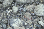 Mytilus edulis clumps on mixed sediment shore.