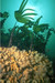 Kelp forest on top of vertical rock covered in Alcyonium