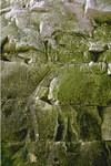 Rock face showing green cover