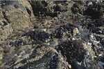 Eulittoral rock covered with mussels, barnacles and coralline algae in small pool