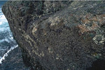 Dense turf of Mastocarpus / Chondrus on steep rock