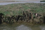 Fossilised peat? platform bored by piddocks with green algae