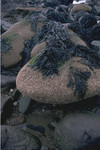 Sabellaria colonies on sides of boulders