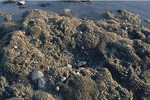Dense Sabellaria covering rocks