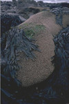 Close view of sabellaria colonies on boulder