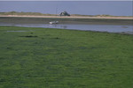 Mud flats and creek covered by green algae